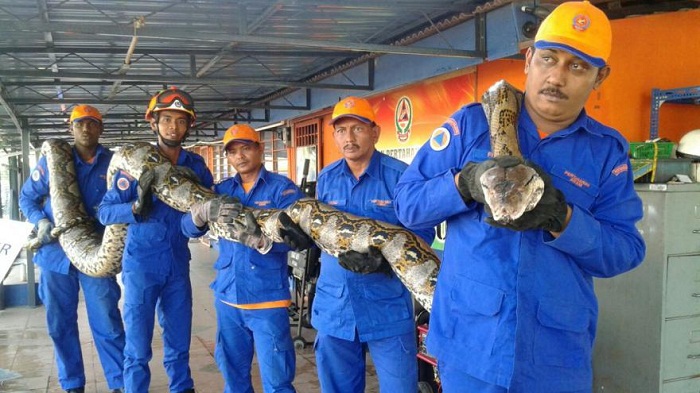Le plus grand serpent du monde découvert en Malaisie?